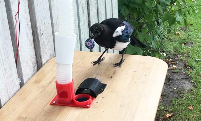 En échange d'une capsule métallique, l'oiseau obtient de la nourriture.