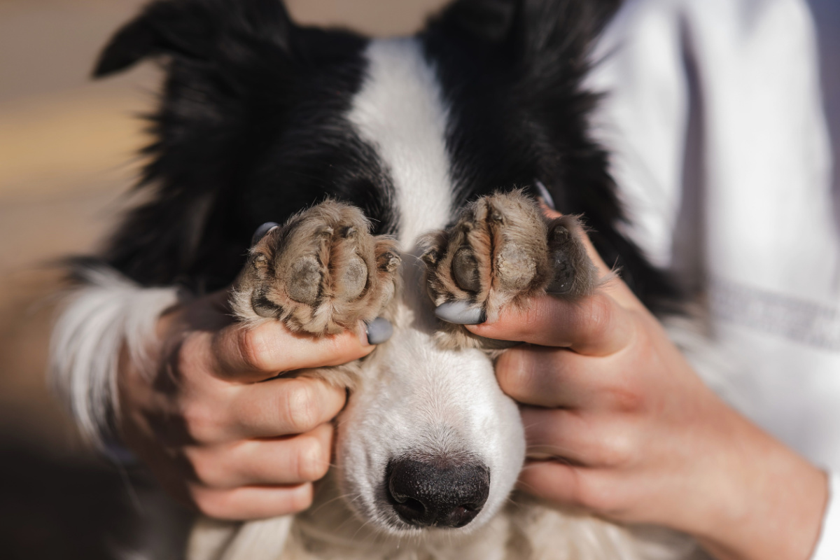 Seul les animaux de catégorie 1 peuvent être interdits sur le bail. Comme ici pour ce chien très dangereux !