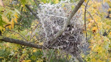 Les chercheurs du Centre de biodiversité Naturalis et du Musée d'histoire naturelle de Rotterdam ont collecté pour la première fois ces nids très spéciaux.