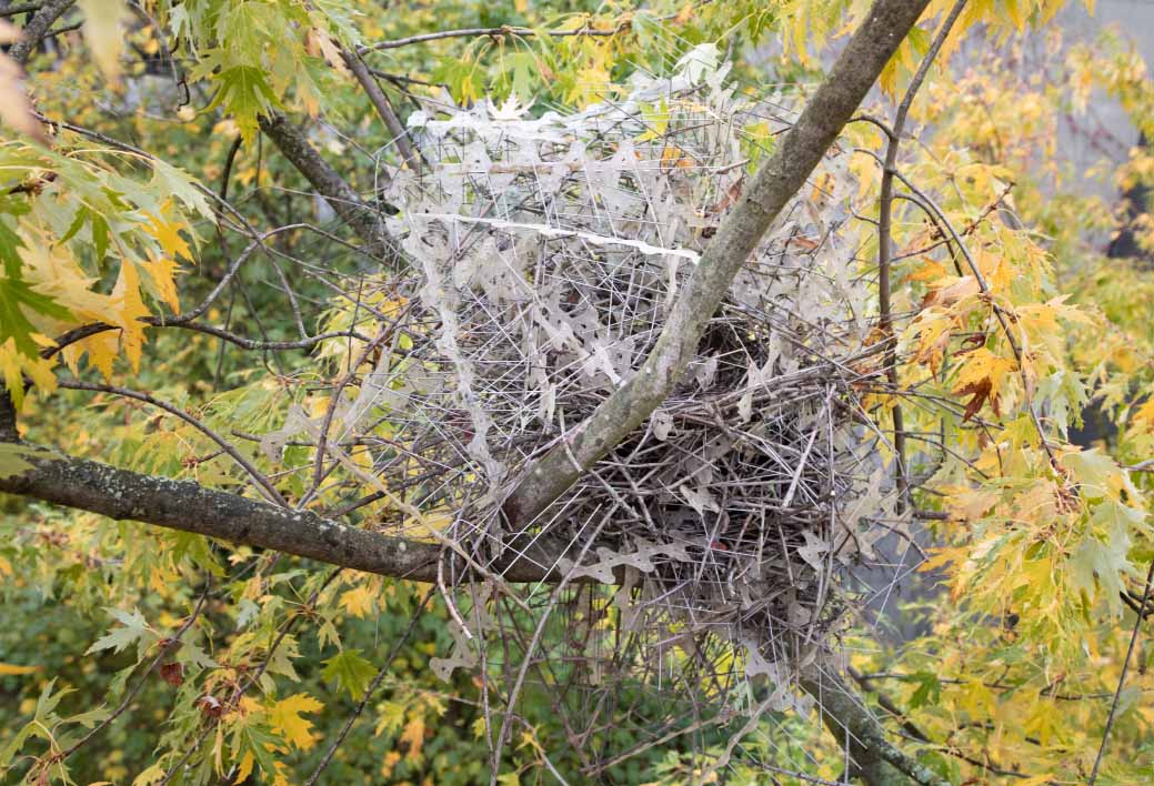 Les chercheurs du Centre de biodiversité Naturalis et du Musée d'histoire naturelle de Rotterdam ont collecté pour la première fois ces nids très spéciaux.