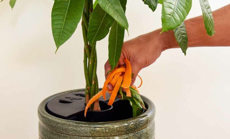 Ce dispositif permet de recycler jusqu'à un kilo de biodéchets en 3 mois.