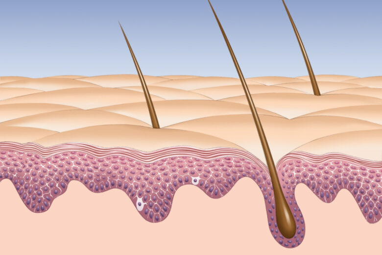 Les follicules pileux sont constitués de petites poches dans lesquelles naissent les cheveux et les poils.