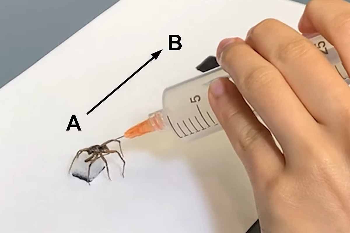 Nécrobotique : des scientifiques transforment des araignées mortes en pinces  robotisées totalement fonctionnelles - NeozOne