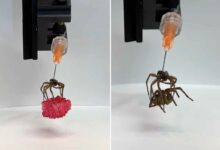 Des scientifiques utilisent une araignée morte comme pince pour le bras du robot et la qualifient de « Nécrobot ».