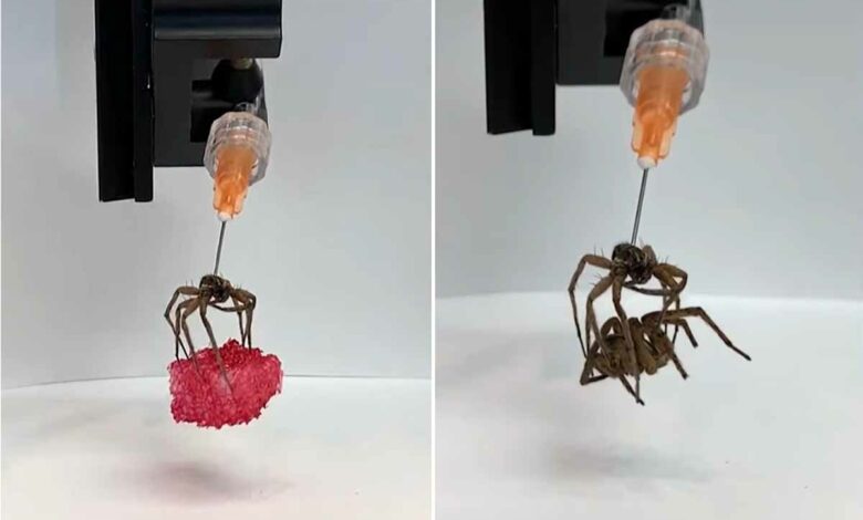Des scientifiques utilisent une araignée morte comme pince pour le bras du robot et la qualifient de « Nécrobot ».