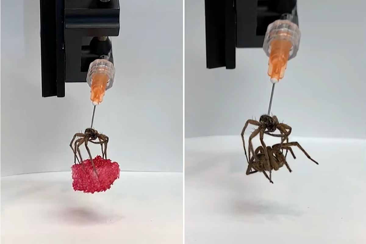 Des araignées mortes transformées en pinces robotiques