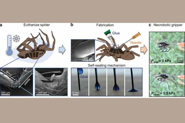 Fabrication de la pince nécrobotique. a) Une araignée est euthanasiée par application d'une température froide. L'articulation fémoro-patellaire de l'araignée a été visualisée à l'aide d'un microscope électronique à balayage (MEB) pour montrer la membrane articulaire au niveau de l'articulation avec la géométrie du pare-soleil de la poussette. b) Une aiguille hypodermique de calibre 25 est insérée dans le prosoma de l'araignée et scellée avec de la colle. L'image MEB montre que la colle forme un joint étanche autour de l'aiguille et de la cuticule (ou exosquelette). Nous avons effectué la même procédure avec de la colle teintée en bleu sur une aiguille similaire pour illustrer le mécanisme d'auto-obturation. c) Une fois la colle durcie, une seringue (ou toute autre source de pression appropriée) est connectée à l'aiguille, complétant ainsi la fabrication de la pince nécrobotique.