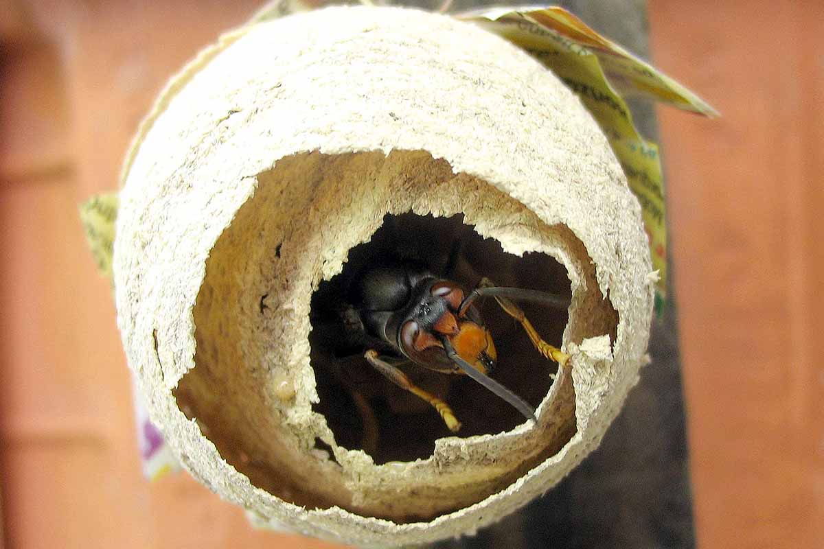 Une fondatrice préparant son nid.