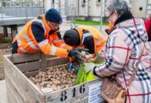 Distribution de pommes de terre en provenance des potagers de Limoges.