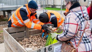 Distribution de pommes de terre en provenance des potagers de Limoges.