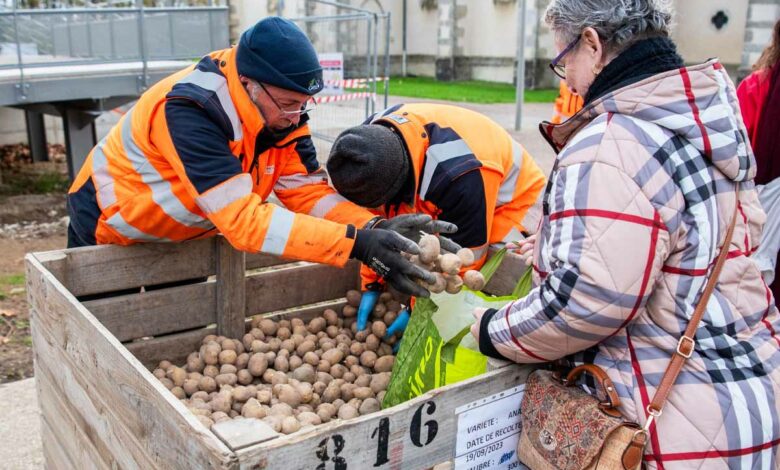 Distribution de pommes de terre en provenance des potagers de Limoges.