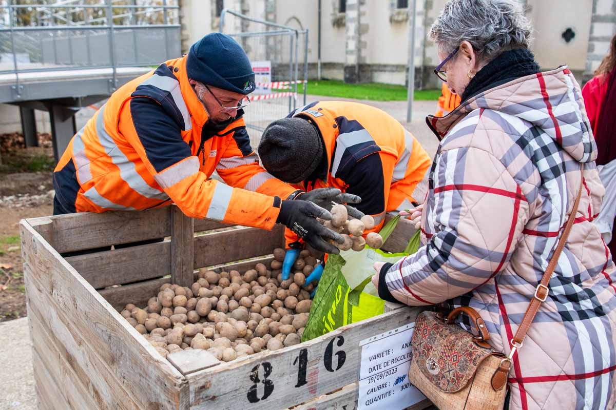 Distribution de pommes de terre en provenance des potagers de Limoges.