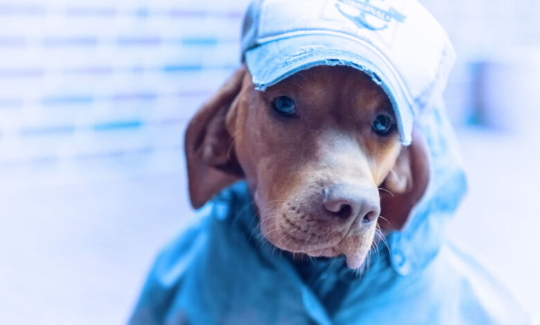 Habiller son chien, nécessité ou caprice du maitre ?