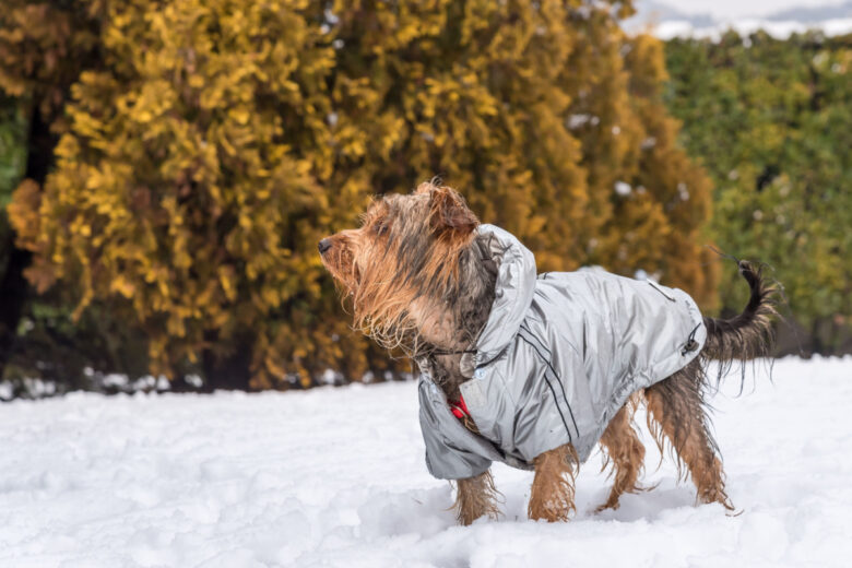 Certaines races de chiens sont plus sensibles au froid.