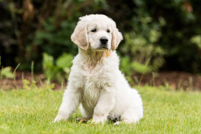 Pour l'apprentissage, il est plus simple de commencer avec un jeune chien.