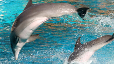 Découverte d'un nouveau sens pour les grands dauphins : des recherches suggèrent qu'ils peuvent ressentir de faibles champs électriques
