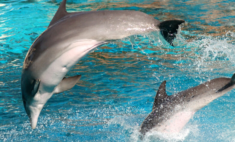 Découverte d'un nouveau sens pour les grands dauphins : des recherches suggèrent qu'ils peuvent ressentir de faibles champs électriques