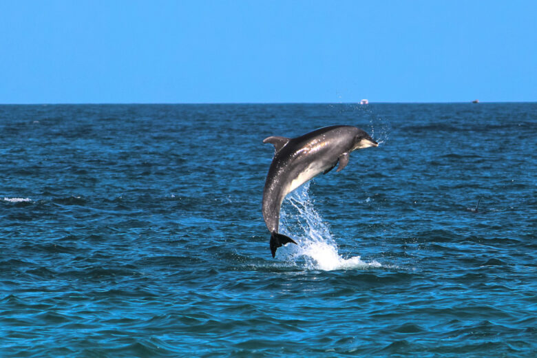 Le super sens électrique des grands dauphins pourrait les aider à parcourir le monde