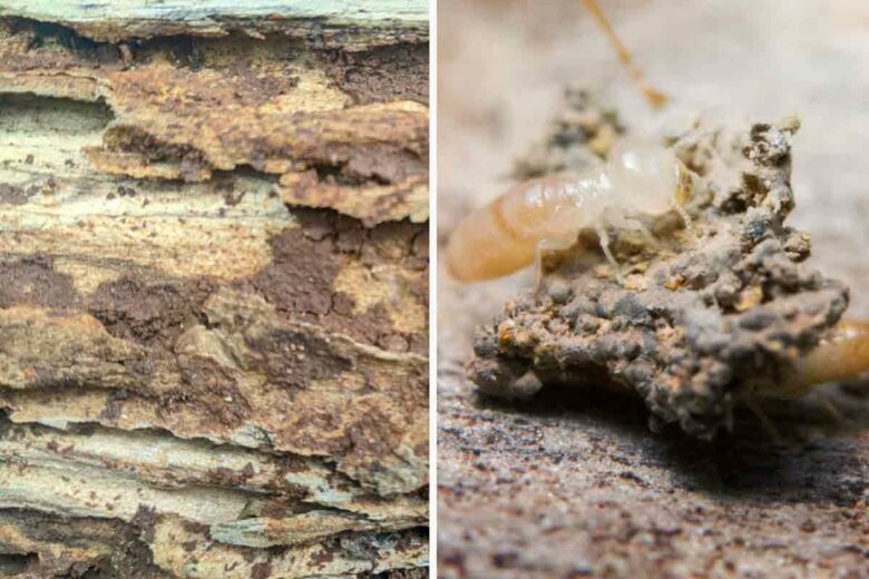 Les termites rongent le bois et peuvent endommager la structure de votre habitation.