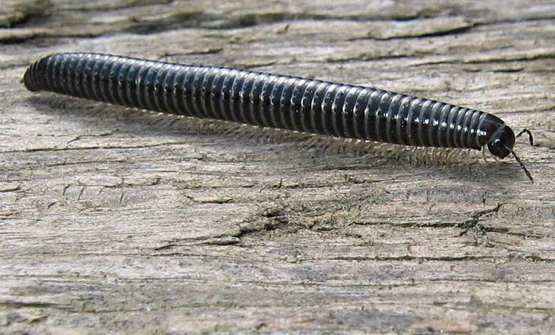 Les iules sont des arthropodes qui possèdent deux paires de pattes à chacun de leurs anneaux.
