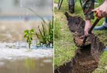 La plantation d'eau de pluie, une technique ancienne expérimentée avec succès dans le sud de la France.