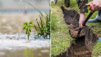 La plantation d'eau de pluie, une technique ancienne expérimentée avec succès dans le sud de la France.