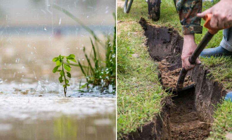 La plantation d'eau de pluie, une technique ancienne expérimentée avec succès dans le sud de la France.