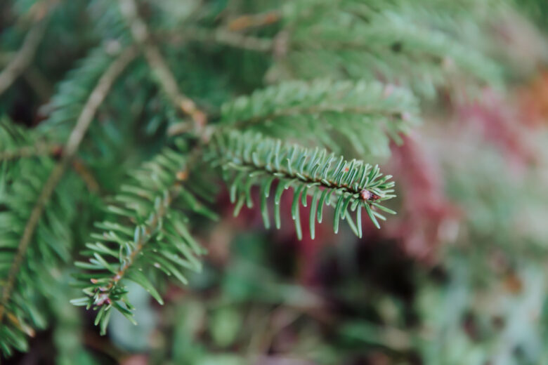 La vue détaillée d'une branche de sapin Fraser.