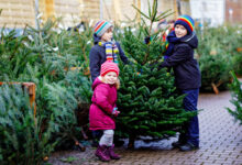 Le choix d'un sapin pour les fêtes, le saviez-vous que des chercheurs travaillent à améliorer vos futurs arbres de Noël ?