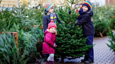 Le choix d'un sapin pour les fêtes, le saviez-vous que des chercheurs travaillent à améliorer vos futurs arbres de Noël ?