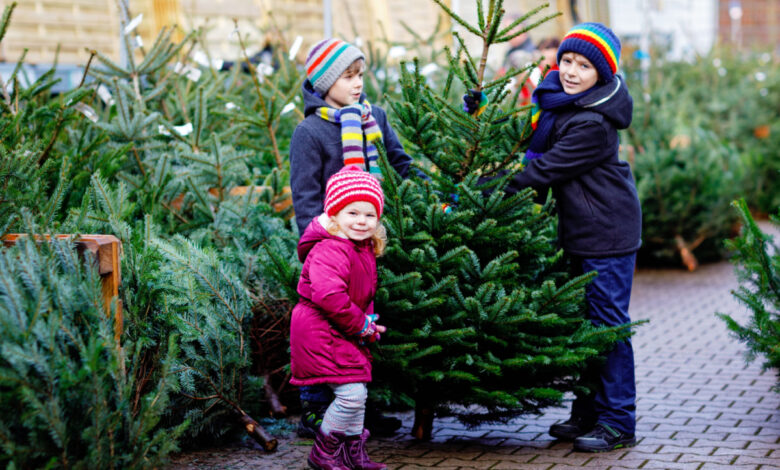 Le choix d'un sapin pour les fêtes, le saviez-vous que des chercheurs travaillent à améliorer vos futurs arbres de Noël ?
