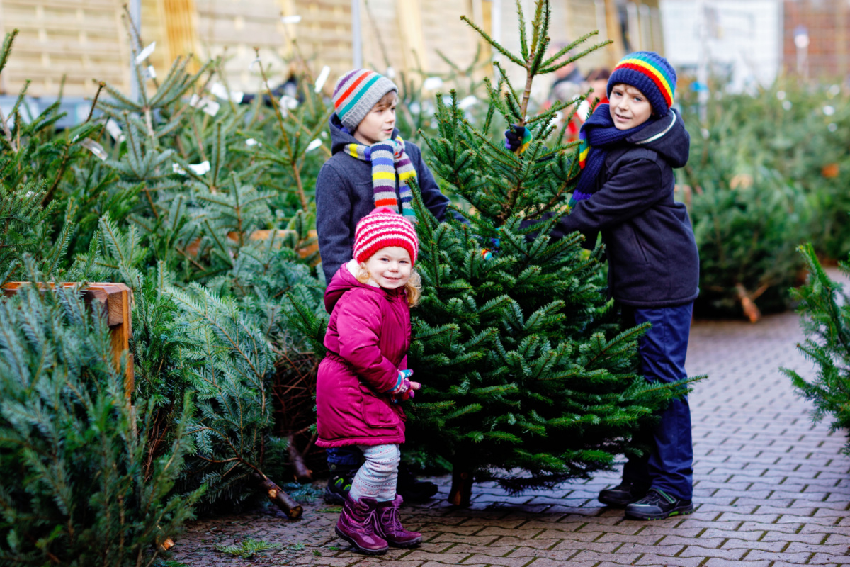 Le choix d'un sapin pour les fêtes, le saviez-vous que des chercheurs travaillent à améliorer vos futurs arbres de Noël ?
