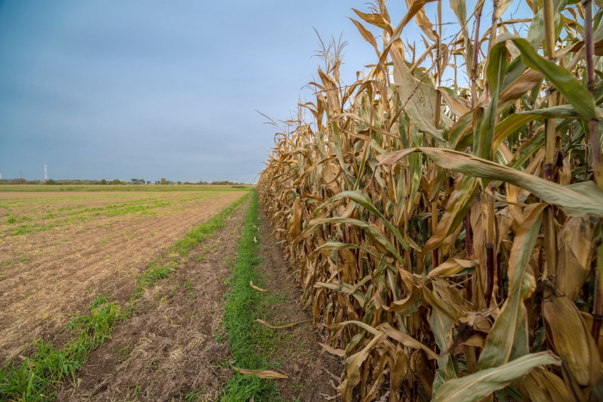 Engrais naturel, durable et suisse, pour booster la croissance et