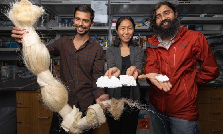 De gauche à droite, Anton Molina, Anesta Kothari et Manu Prakash montrent la fibre de sisal et la matière semblable au coton qu'ils ont produite à partir du sisal. Ils espèrent que ce matériau pourra être utilisé pour fabriquer des serviettes hygiéniques plus accessibles et plus durables. (Crédit photo : Andrew Brodhead)