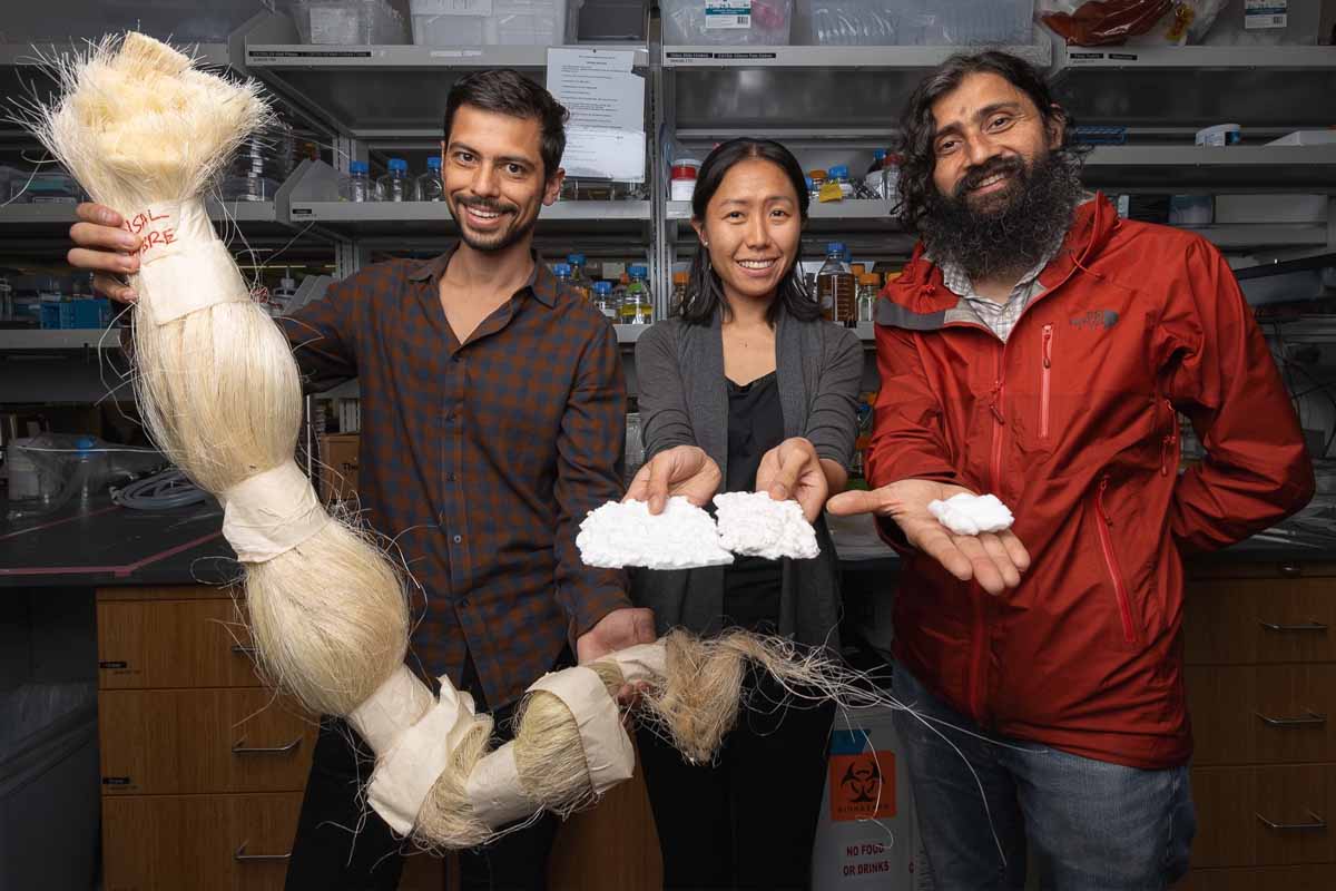 De gauche à droite, Anton Molina, Anesta Kothari et Manu Prakash montrent la fibre de sisal et la matière semblable au coton qu'ils ont produite à partir du sisal. Ils espèrent que ce matériau pourra être utilisé pour fabriquer des serviettes hygiéniques plus accessibles et plus durables. (Crédit photo : Andrew Brodhead)