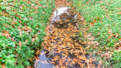 À quoi servent les baissières (swale) en permaculture ?