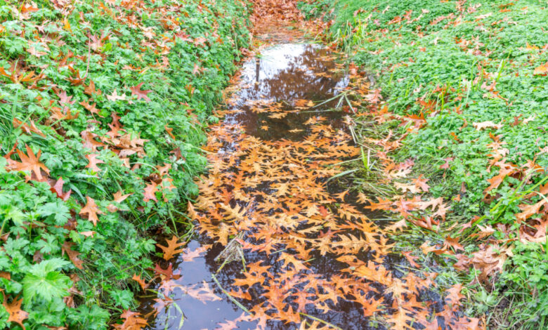 À quoi servent les baissières (swale) en permaculture ?