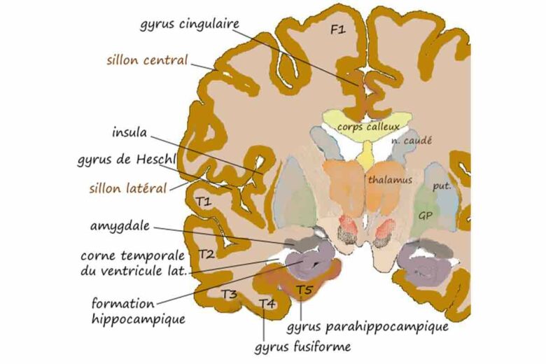Dessin de coupe coronale au niveau de l'amygdale d'un cerveau humain.