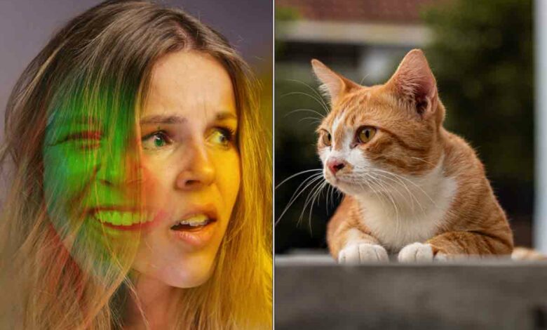 Selon une étude, il pourrait y avoir une corrélation entre toxoplasmose et schizophrénie.