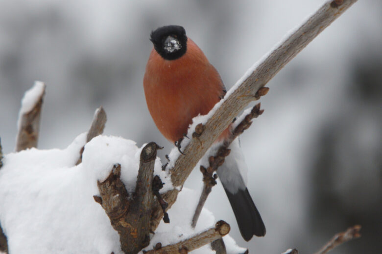 La LPO conseille de nourrir les oiseaux de novembre à fin mars.