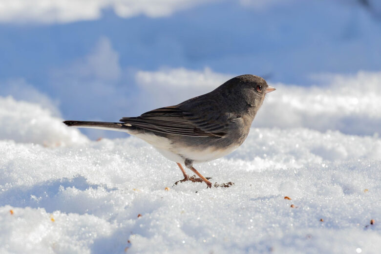 Quelle nourriture peut-on donner aux oiseaux ?