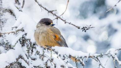 Faut-il nourrir les oiseaux en hiver ?