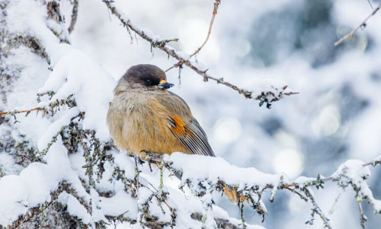 Faut-il nourrir les oiseaux en hiver ?