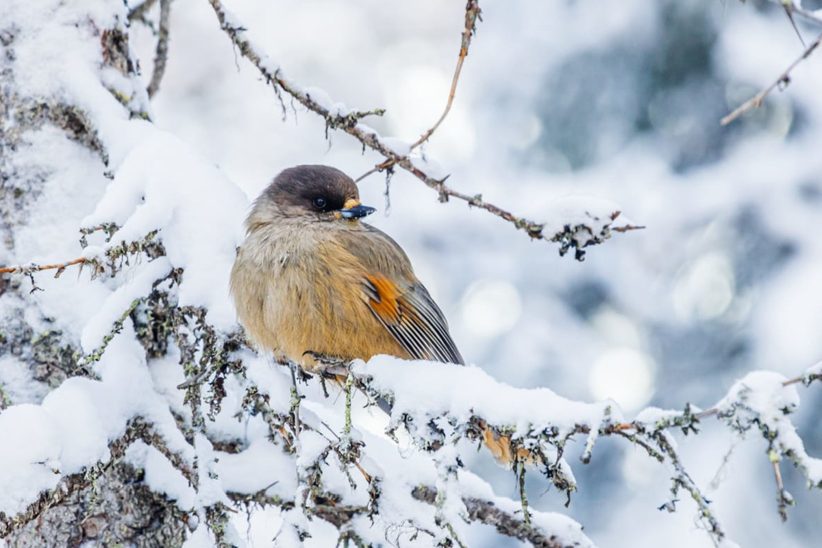 Faut-il nourrir les oiseaux en hiver ?