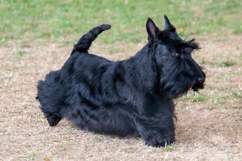Le Scottish Terrier est une race de chien très vulnérable au cancer de la vessie.