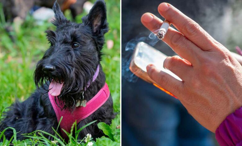 L'exposition de votre animal de compagnie au tabac augmenterait les risques qu'il développe un cancer de la vessie.
