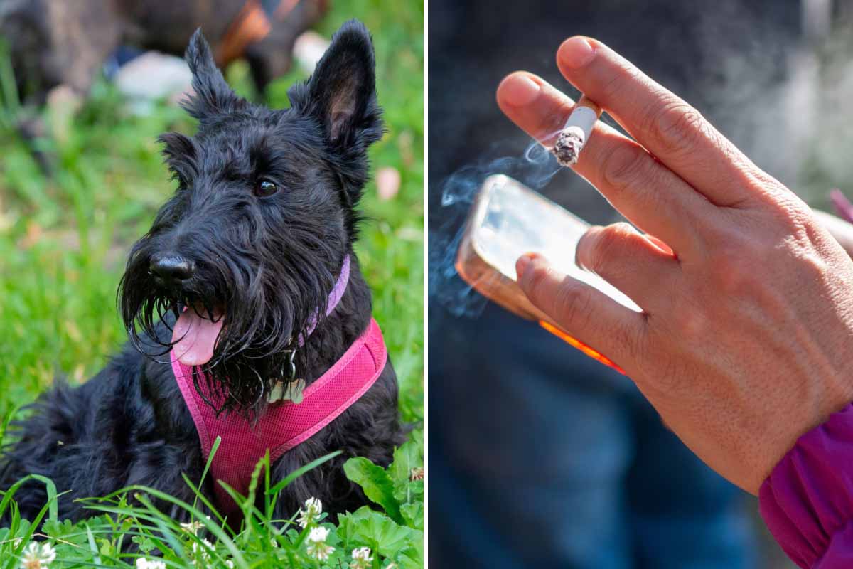 L'exposition de votre animal de compagnie au tabac augmenterait les risques qu'il développe un cancer de la vessie.