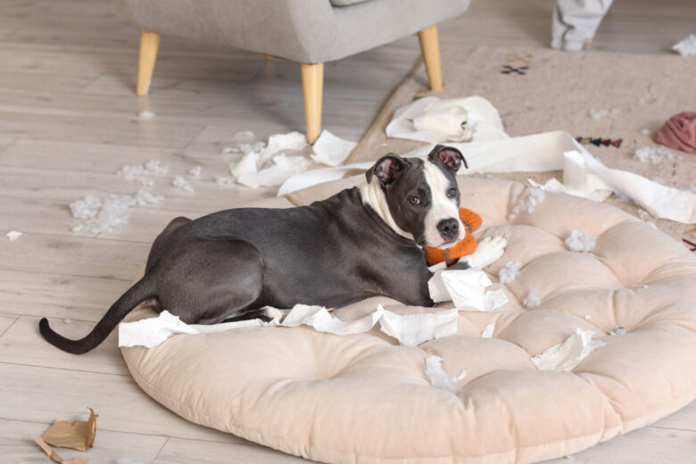 Faites de vos vieilles chaussettes un jouet pour votre chien, il sera ravi.