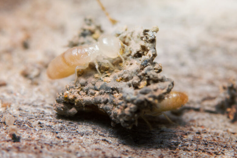 Des termites se nourrissant de bois (en photo macro).