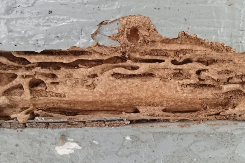 Un chemin de termites creusé dans le bois d'une fenêtre.